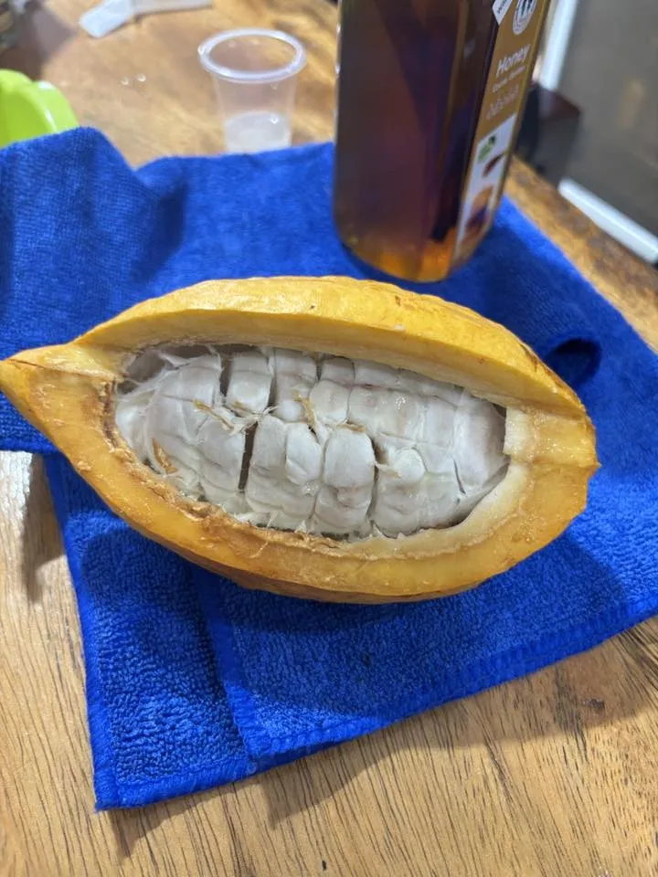 カカオ豆とチョコレート製品