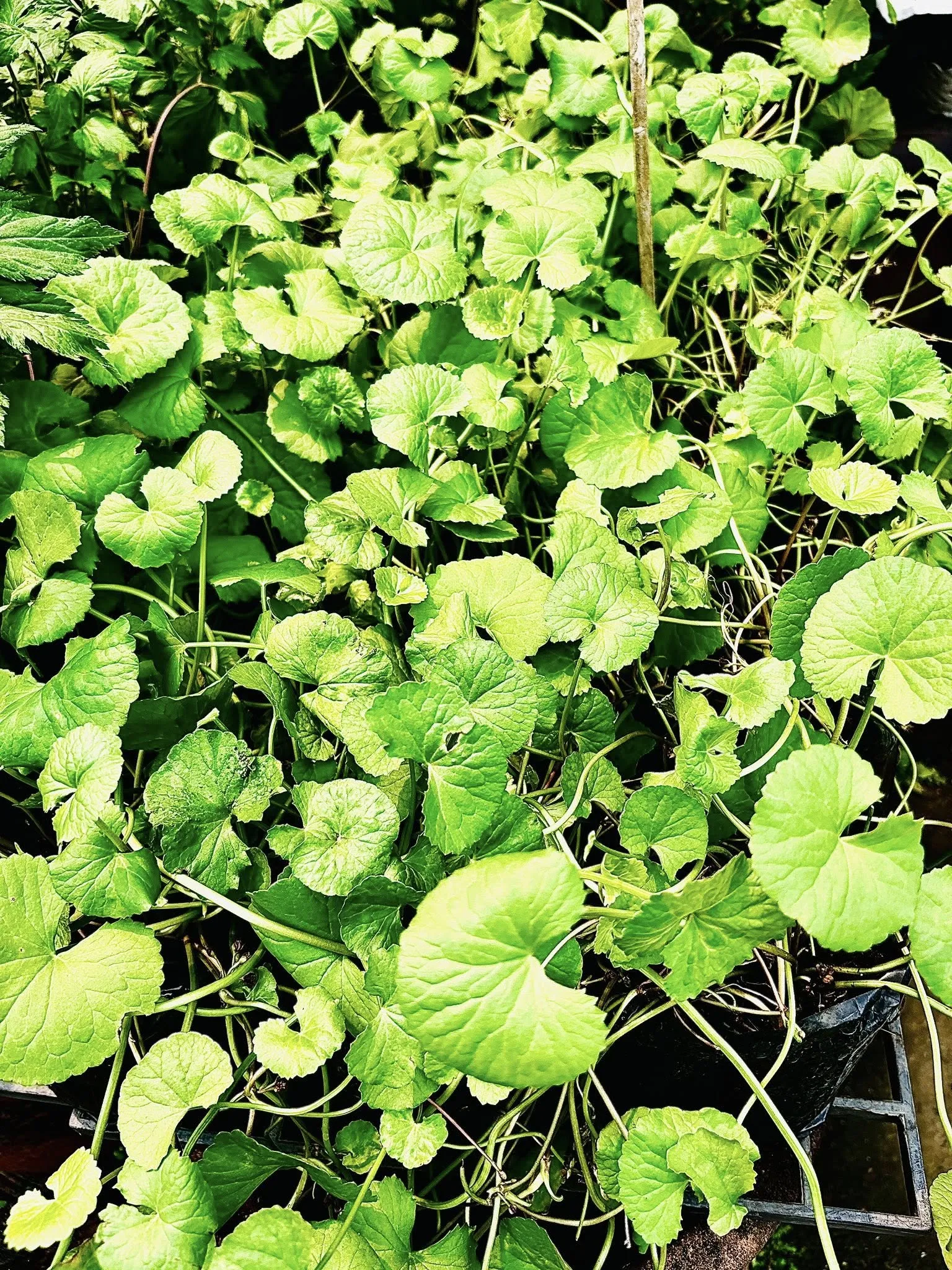 【カムティアン植木市場】苗木と観葉植物が並ぶチェンマイの常設マーケット