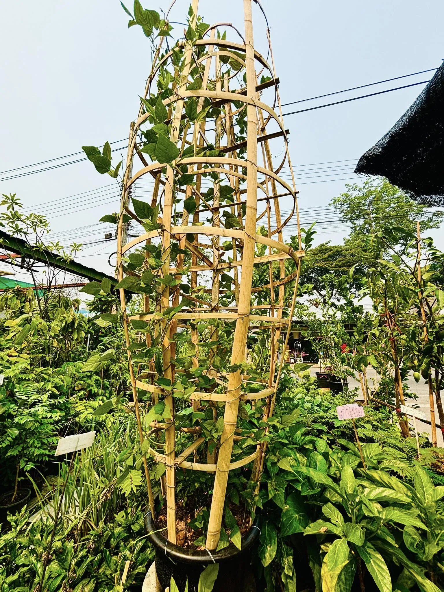 市場に並ぶ植物