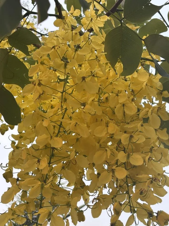 【ラーチャブルック】タイの国花「ゴールデンシャワー」｜暑季のチェンマイを黄色に染める花