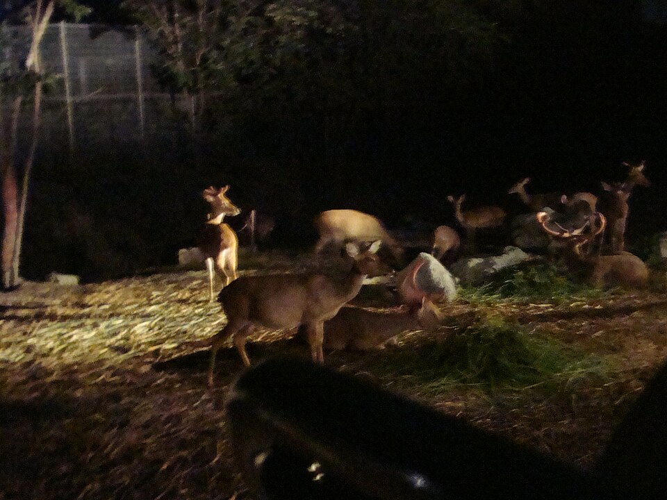 チェンマイ・ナイトサファリ